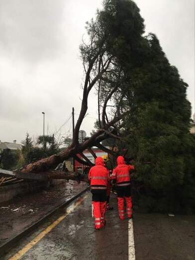 Arbre caigut a Gavà (Imatge: Ajuntament)