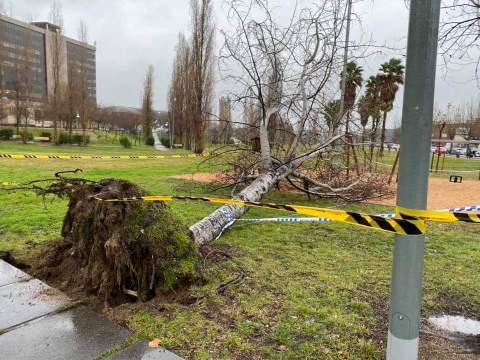 Arbre caigut a Sant Joan Despí (Imatge: Ajuntament)