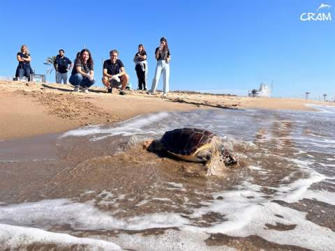 El CRAM atén més de 680 exemplars de fauna marina en els darrers quatre anys