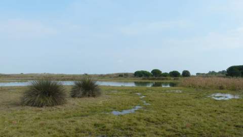 El Delta del Llobregat forma parte de la Red Natura 2000