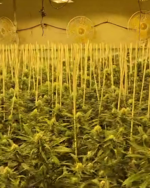 Desmantellada una plantació de marihuana en un habitatge