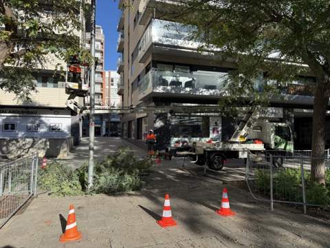 Arrenca la poda intensiva per tenir cura de l’arbrat i reduir interferències