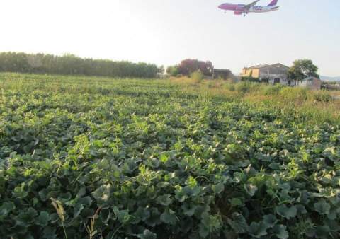 Imatge: Cooperativa Agrícola del Prat