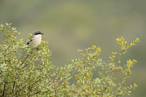 Comença al Parc del Garraf un projecte pilot per recuperar espais oberts i protegir la biodiversitat