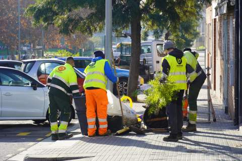 L'Ajuntament inicia la plantació de 840 arbres a tots els barris de la ciutat